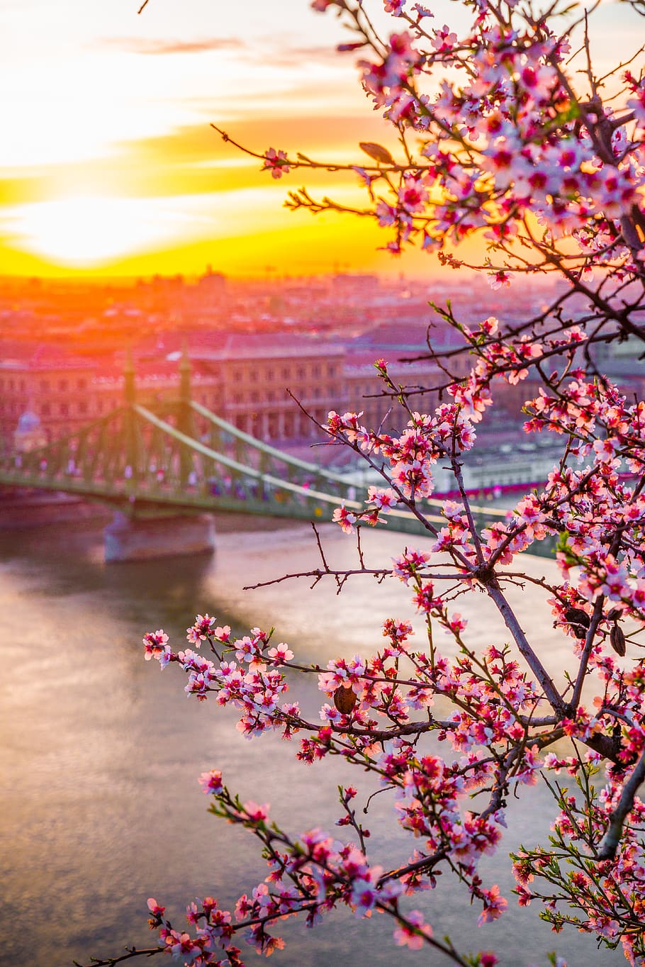 pink-petaled flowers, plant, beauty in nature, sunset, sky, flowering plant HD wallpaper
