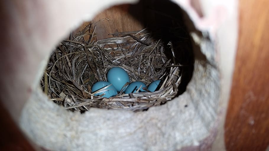 robins egg, blue eggs, nest, spring, springtime, nature, bird HD wallpaper