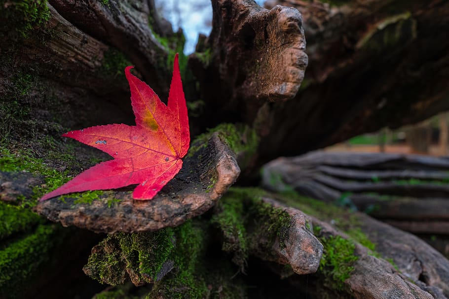 leaf, red, autumn, nature, leaves, colorful, maple, bright HD wallpaper