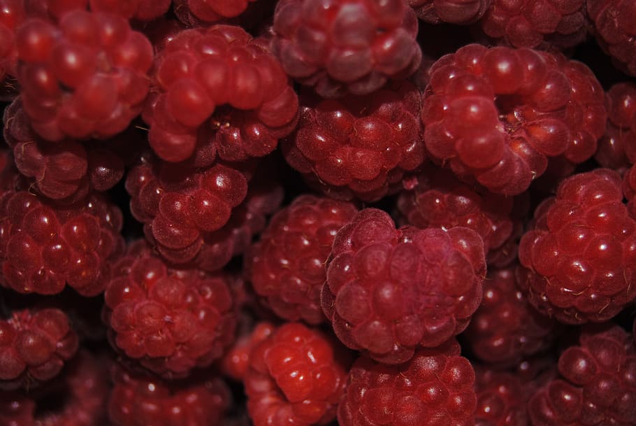 berry, raspberry, fruit, summer, delicious, full frame, food and drink HD wallpaper