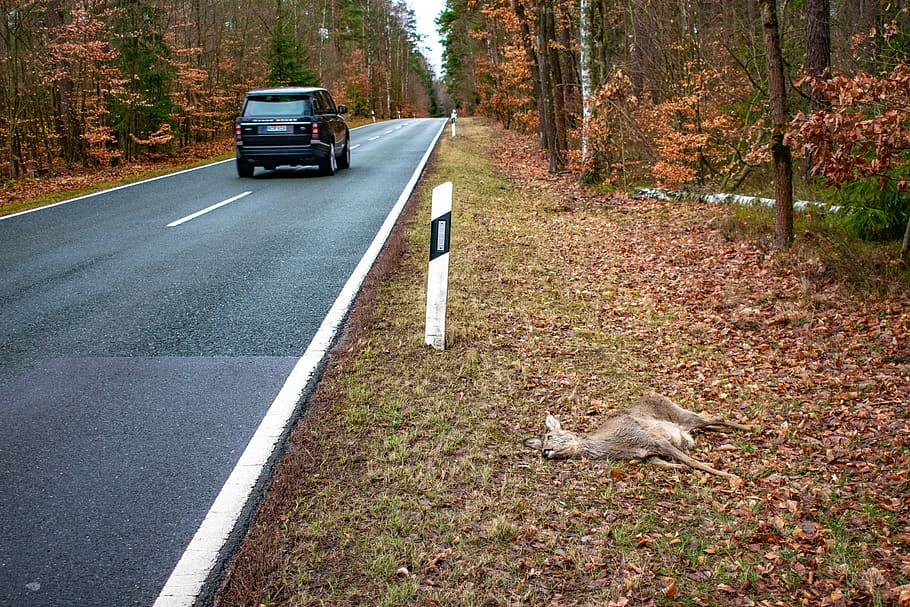prudence, nature, forests, animals, speed, ecosystem, danger HD wallpaper