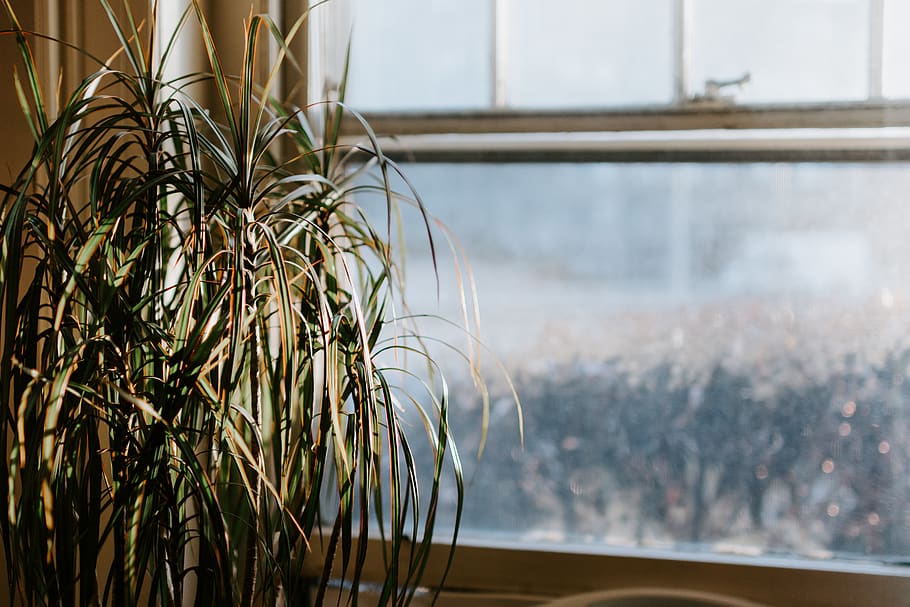 green-leafed plant, sun, light, warm, pane, winter, window, stringy HD wallpaper