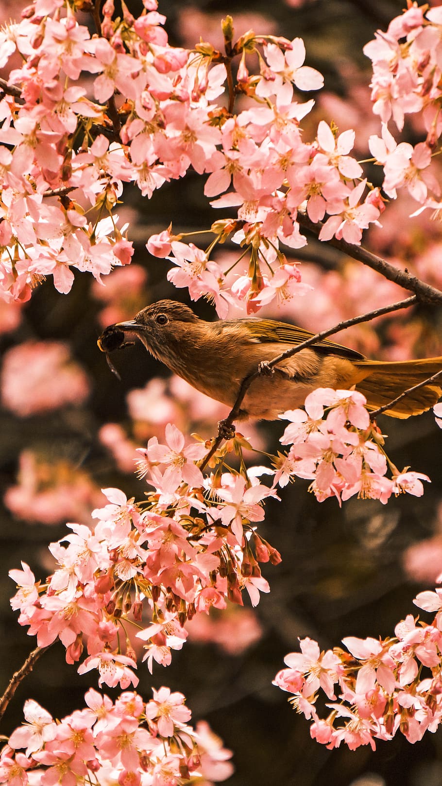 bird perching on tree during daytime, flower, flowering plant HD wallpaper