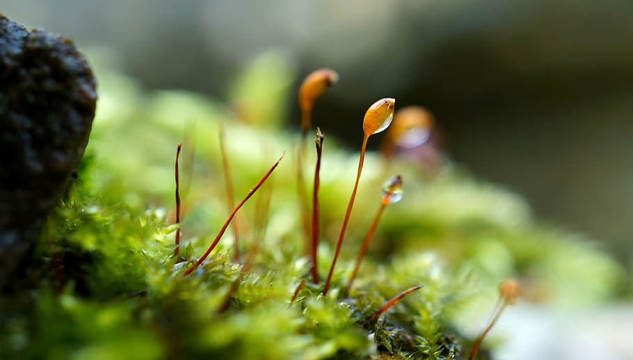 moss, nature, macro, close-up, forest, green, dew, plant, growth HD wallpaper