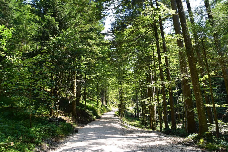 empty road going through trees at daytime, plant, direction, the way forward HD wallpaper