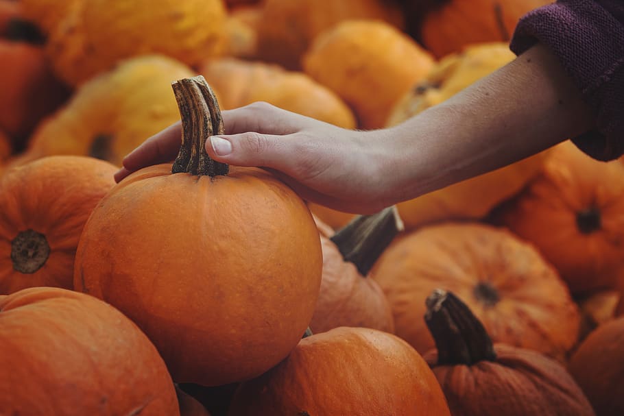 person touching pumpkin, human, people, produce, squash, vegetable HD wallpaper