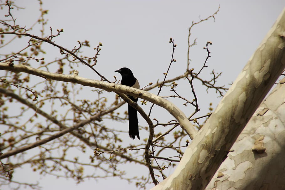 bird on tree branch, animal, blackbird, agelaius, crow, magpie HD wallpaper