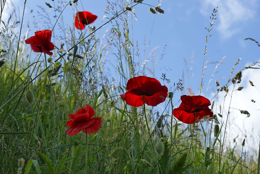 red, plant, flowering plant, beauty in nature, petal, fragility HD wallpaper