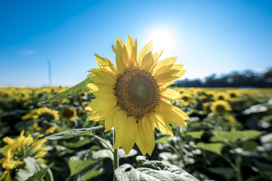 sunflower, petals, bloom, flora, blossom, nature, yellow, bright HD wallpaper