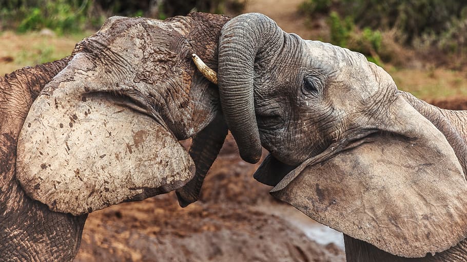 two elephants fighting, south africa, addo elephant national park HD wallpaper