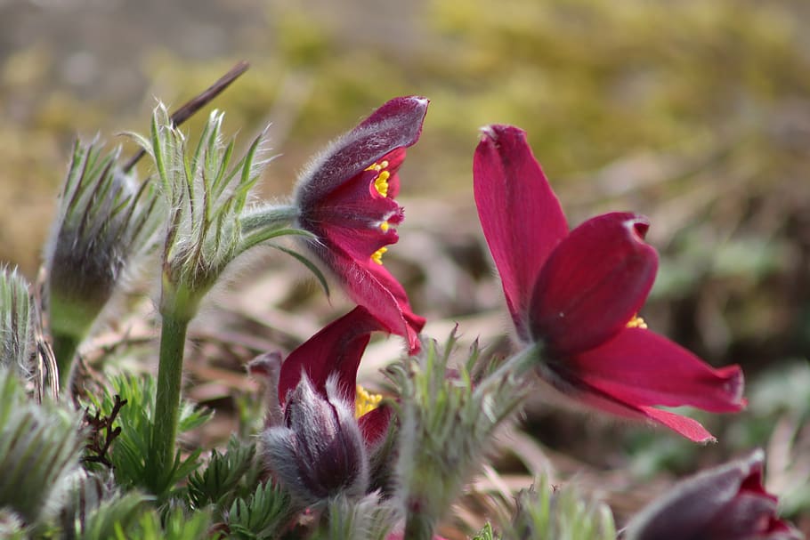 pasqueflower, pasque flower, flowers, violet, petals, spring HD wallpaper