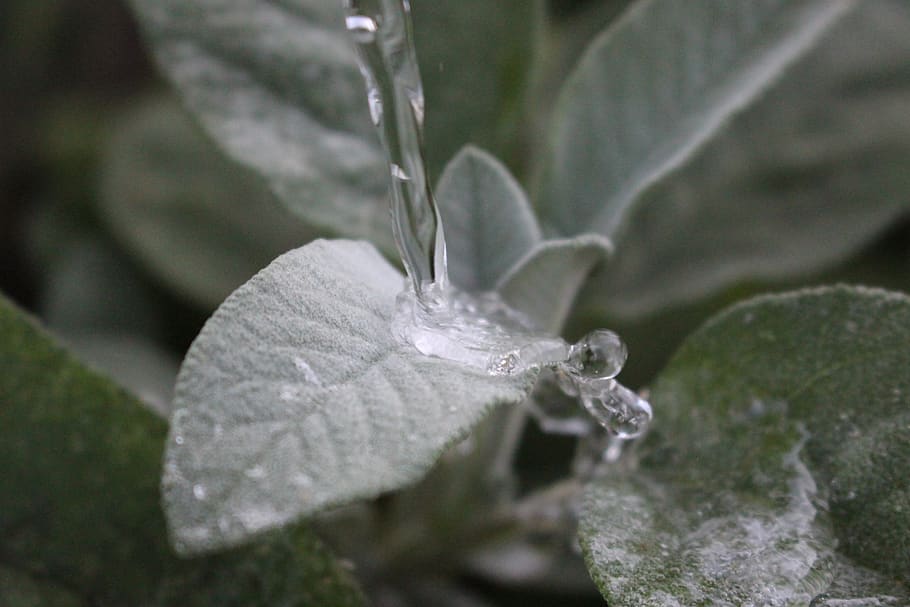 leaf, water, drops, close-up, plant, plant part, no people HD wallpaper