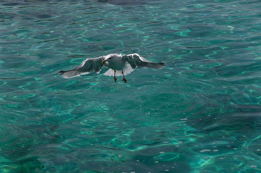 seagull, bird, marin, flight, plumage, animal themes, water HD wallpaper