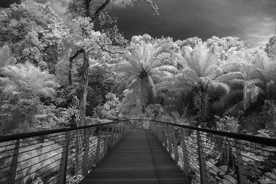 singapore, keppel discovery wetlands, forest, infrared, botanic gardens, HD wallpaper