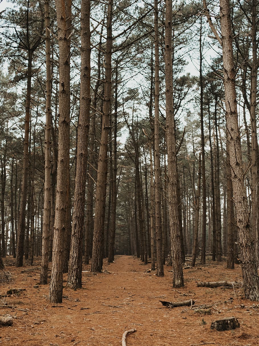 ground covered trees during daytime, forest, plant, land, tree trunk HD wallpaper