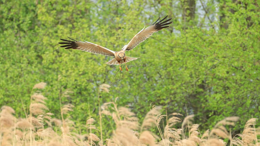 lake, spring, nature, waters, wild, animal world, raptor, flight HD wallpaper