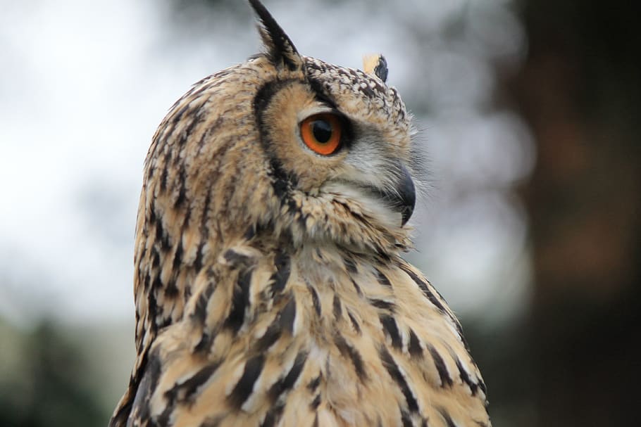 owl, eagle owl, eagle-owl, hunting, bird, eyes, orange, alert HD wallpaper