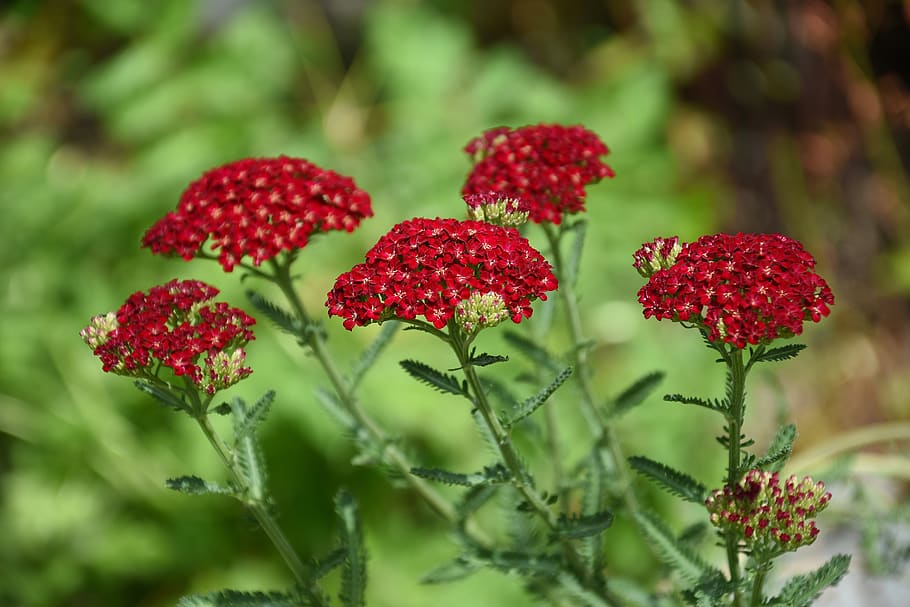 red, flower, blossom, bloom, nature, plant, petals, garden HD wallpaper
