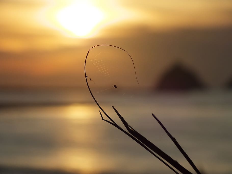 spider web, sunset, sea, nature, insects, sky, focus on foreground HD wallpaper