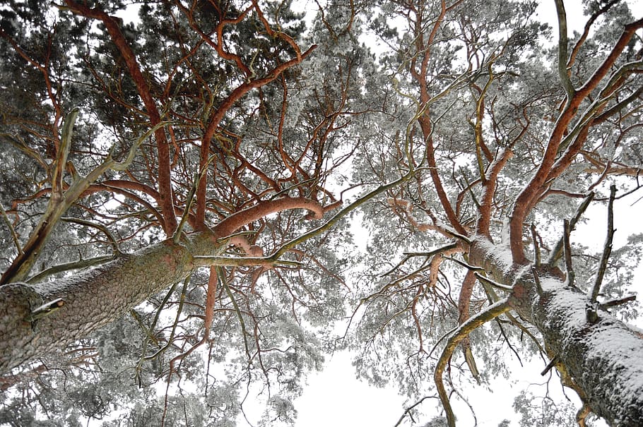 sweden, tree, forest, nature, trees, snow, winter, outside HD wallpaper