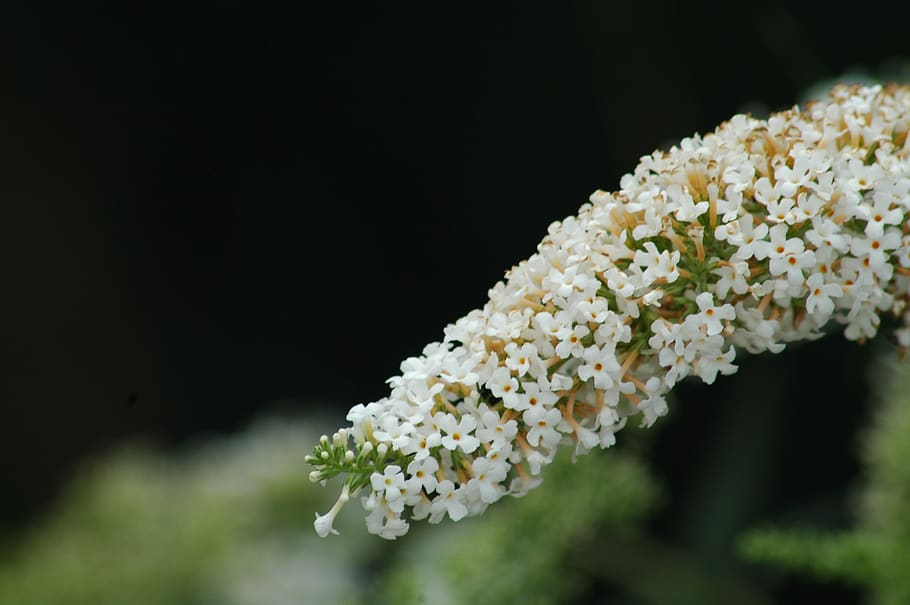 flower, nature, flora, leaf, outdoors, season, summer, buddleia HD wallpaper