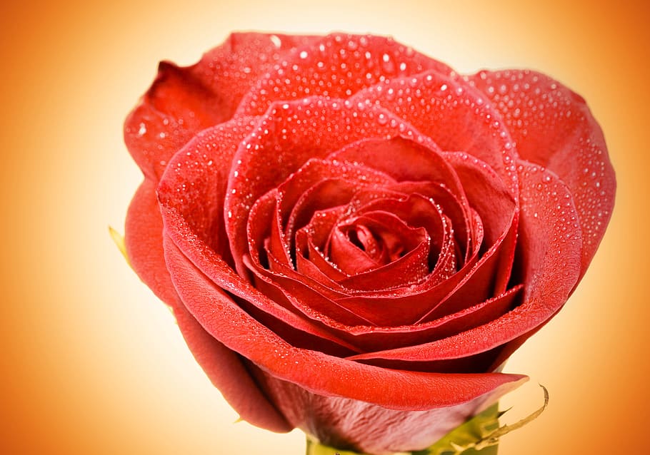 flower, con2011, nature, rose, red, rose - flower, flowering plant HD wallpaper