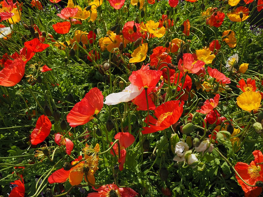 iceland poppy, poppies, poppy flower, colorful, flowering plant, HD wallpaper