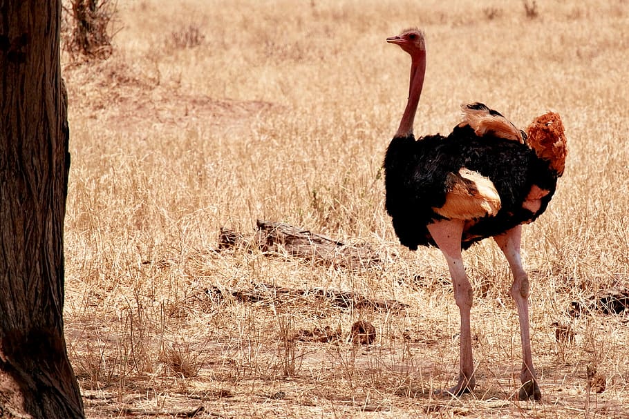 tanzania, arusha, tarangire national park, ostrich, male, animal, HD wallpaper