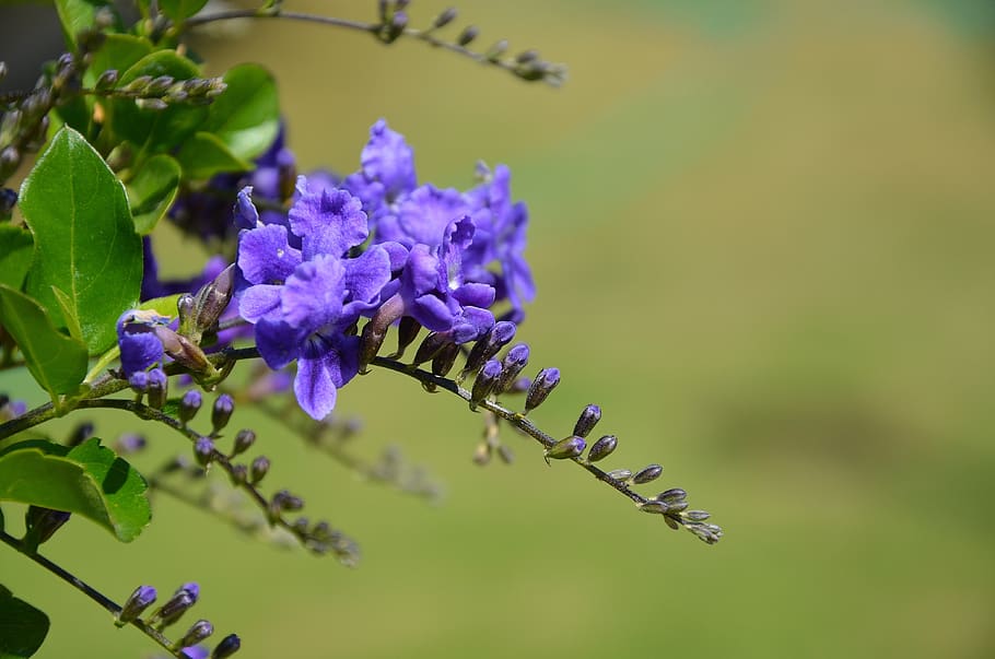 flower, spring, summer, floral, leaf, nature, green, blossom HD wallpaper