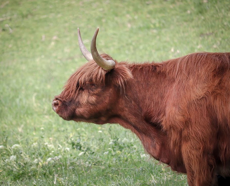 brown cow, mammal, cattle, animal, bull, longhorn, wildlife, antelope HD wallpaper