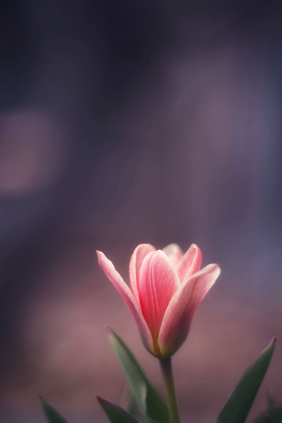 pink tulip blooming, plant, blossom, flower, lily, pond lily HD wallpaper