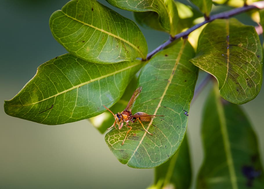 wasp, tree, green, simple, composition, vibrant, macro, bokeh HD wallpaper