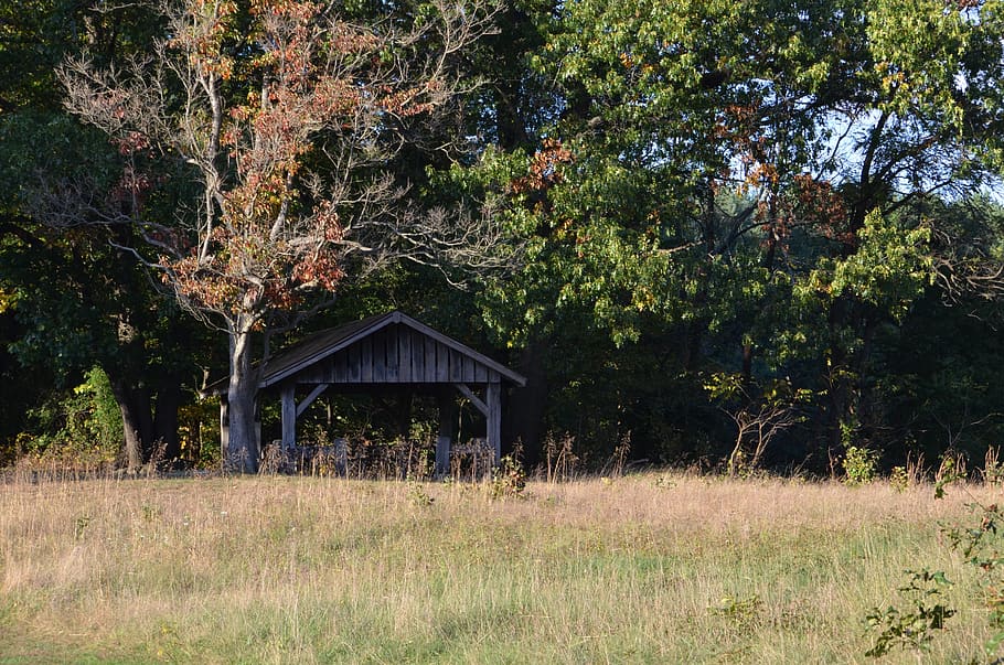 woods, rustic, shelter, fall, leaves, nature, pine, natural HD wallpaper