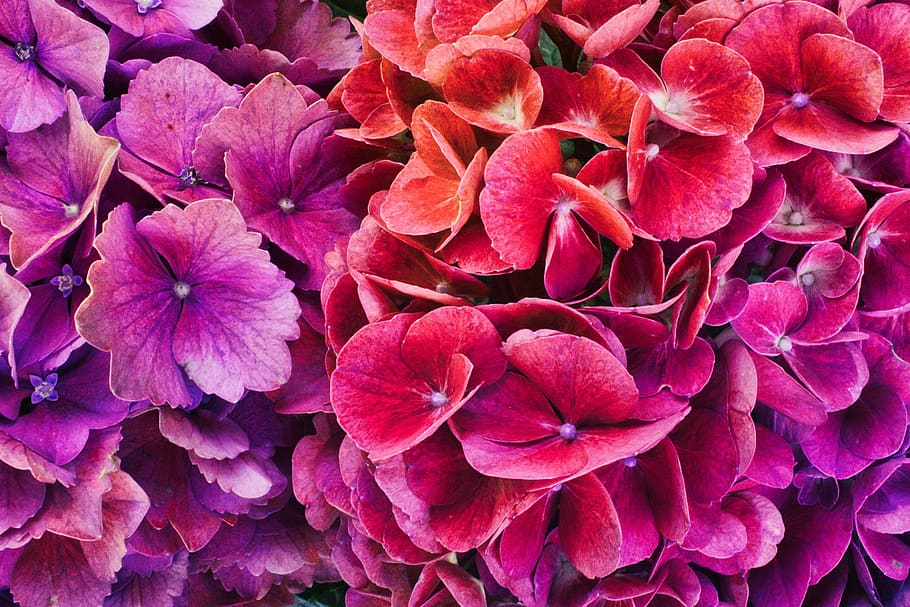 hydrangeas, colorful, bright, background, flowers, close up HD wallpaper