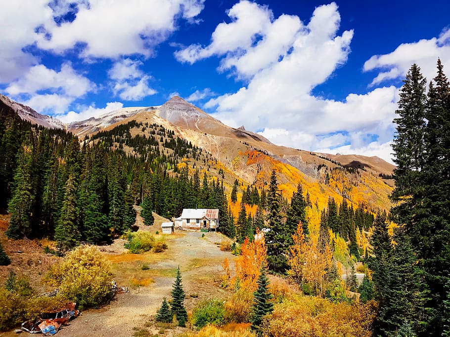 house surrounded with pine trees under blue sky, plant, cloud - sky HD wallpaper
