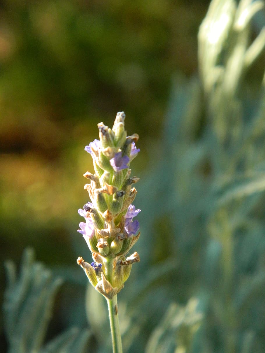 lavender, plant, flower, flowering plant, growth, freshness HD wallpaper
