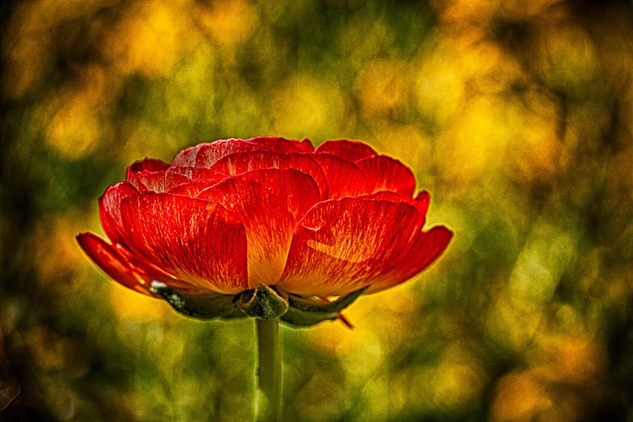 rose, orange, yellow, green, flower, blossom, spring, garden HD wallpaper