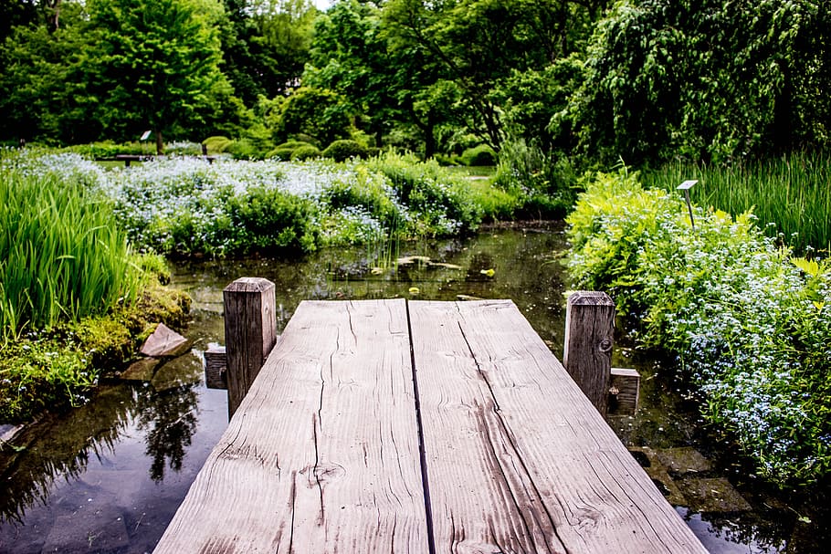 Brown Wooden River Dock, bloom, blooming, blossom, daylight, environment