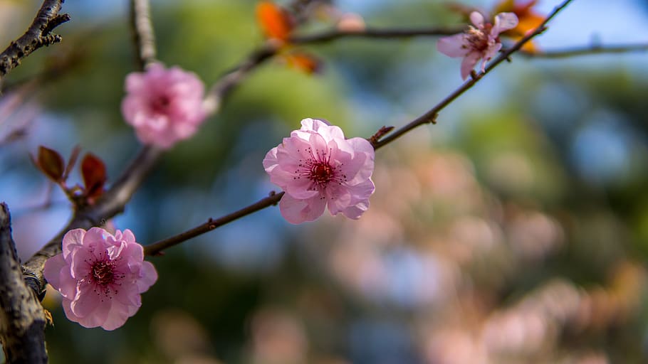 HD wallpaper: cherry blossom, japan, japanese, pink, sakura, blooming ...