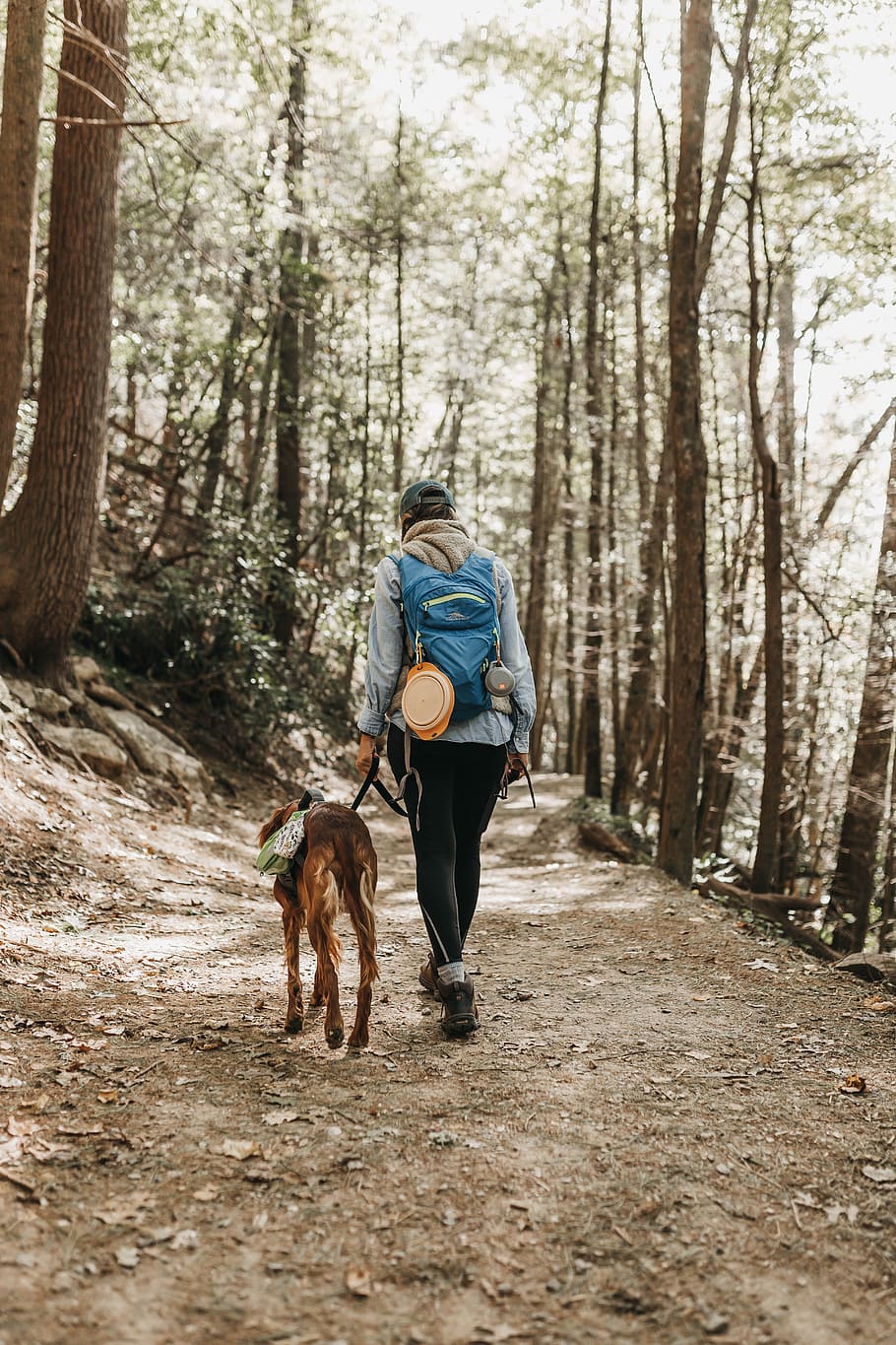 person walking in forest, dog, path, tree, woodland, outdoors HD wallpaper