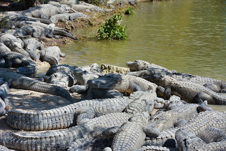 alligators, wild, crocodile, predator, nature, wildlife, dangerous HD wallpaper
