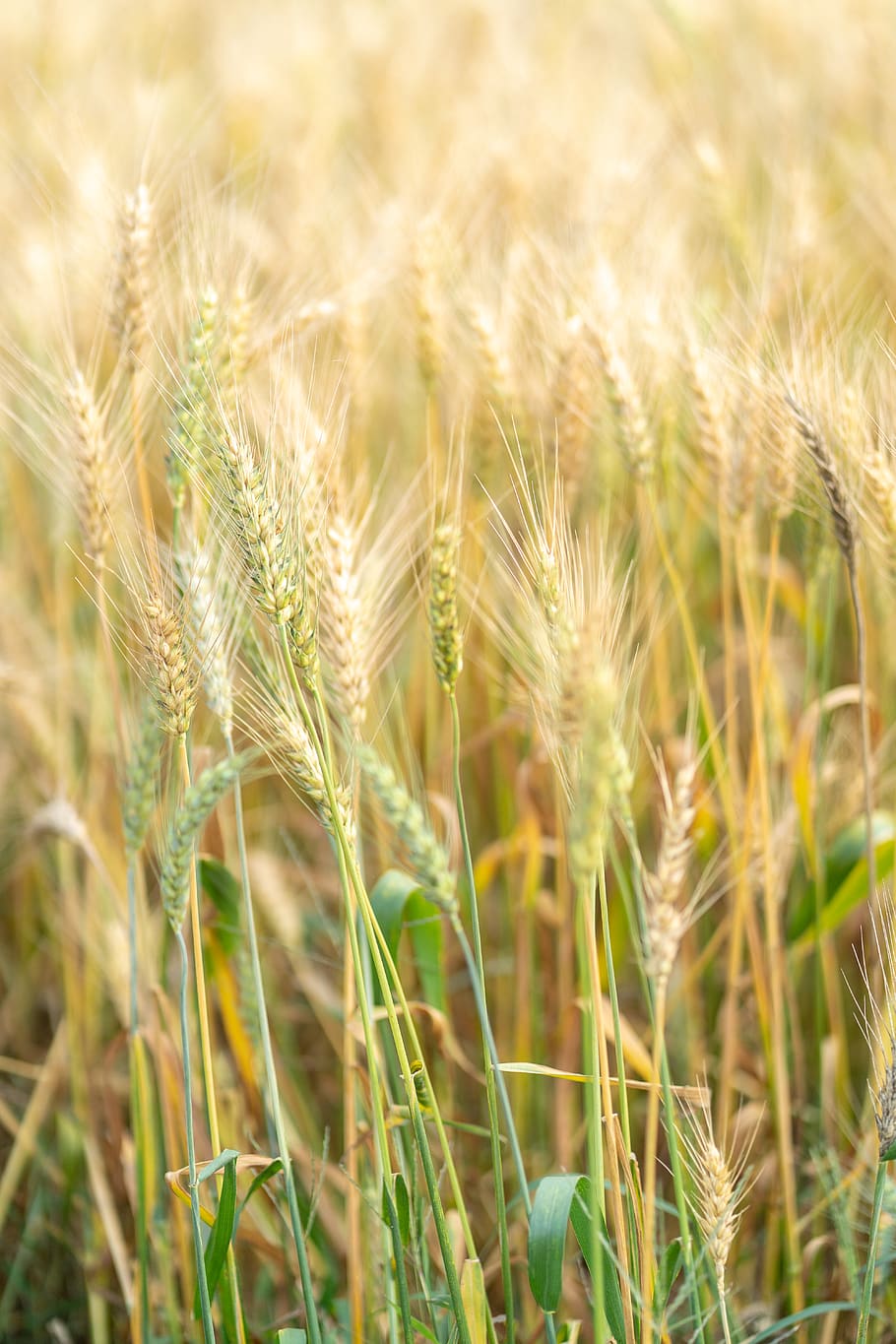 rice field, agriculture, crop, cereal plant, rural scene, landscape HD wallpaper