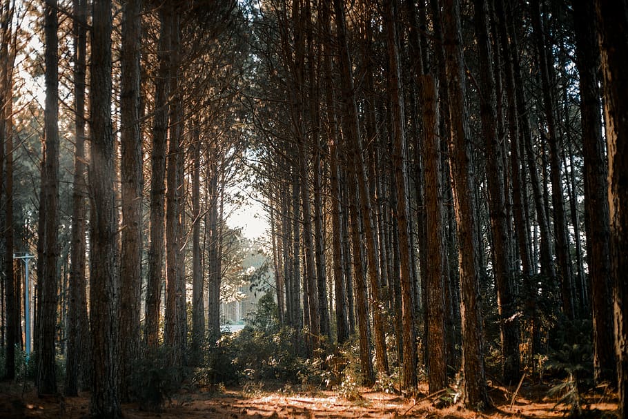 Tall Trees , environment, forest, nature, woods, plant, land HD wallpaper