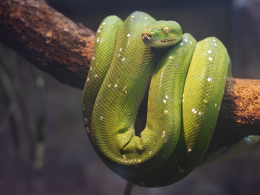 green python on brown tree, reptile, snake, animal, green snake, HD wallpaper