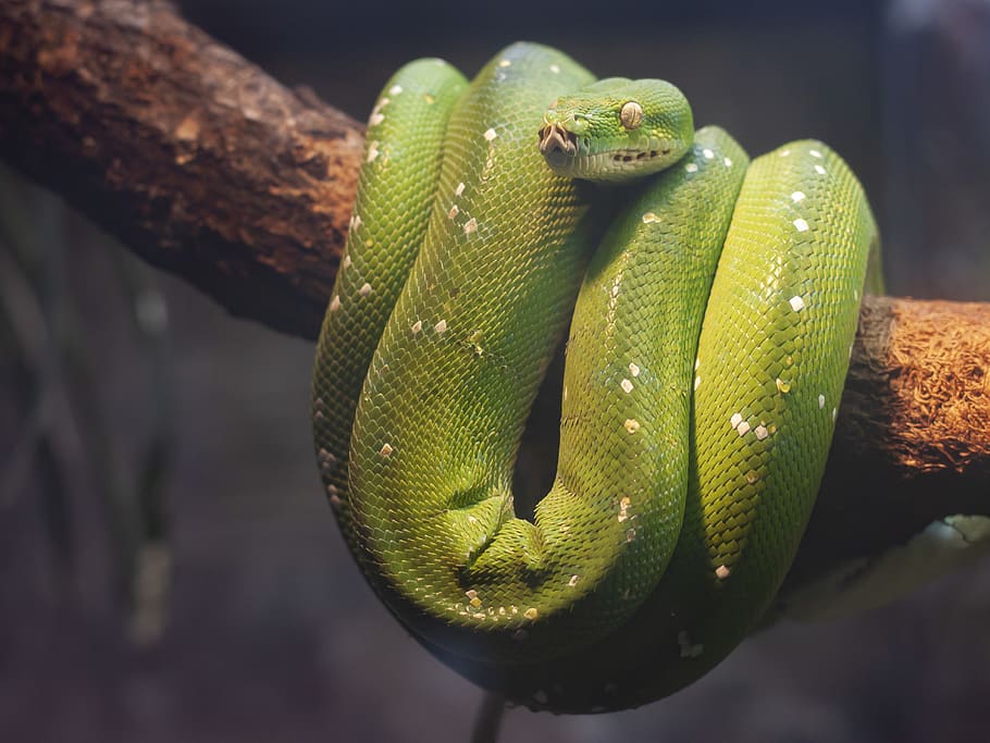 green python on brown tree, reptile, snake, animal, green snake HD wallpaper