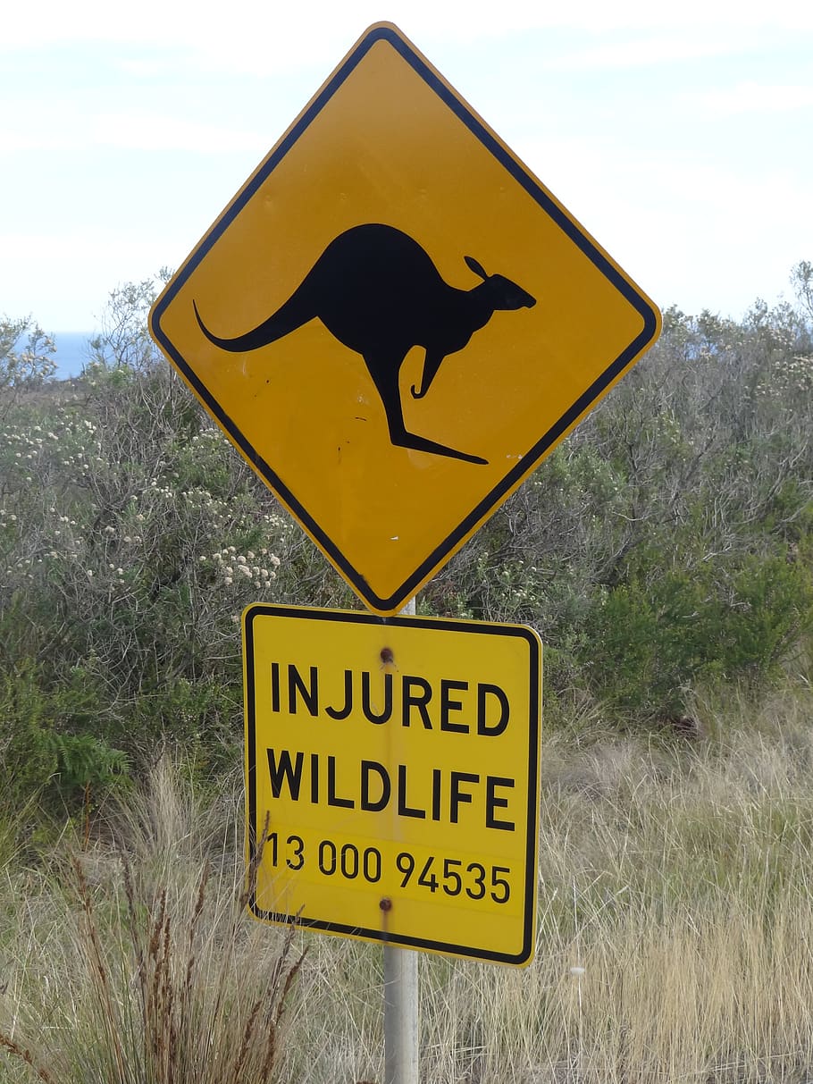 australia, shield, kangaroo, warning, yellow, sign, communication HD wallpaper