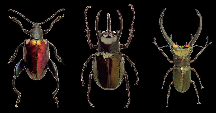 beetle, wild, animal, insect, nature, closeup, black background HD wallpaper