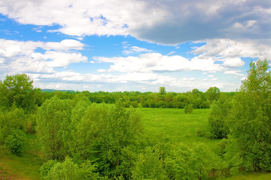 con2011, nature, scene, plant, green color, tree, sky, growth HD wallpaper
