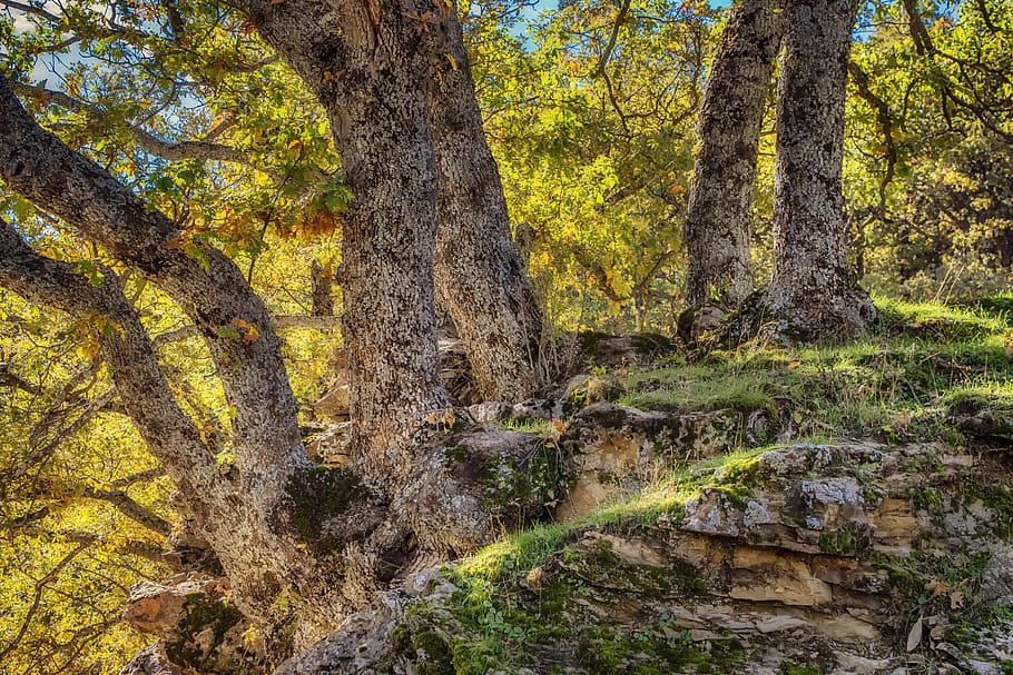 tree, trunk, nature, wood, forest, leaves, bark, scenic, plant HD wallpaper