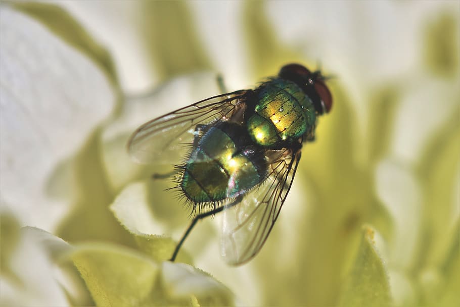 1920x1080px | free download | HD wallpaper: fly, insect, wing, green ...